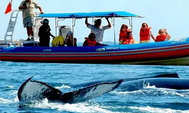 Dolphin Trip & Water Sport